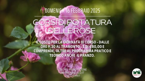 domenica-16-febbraio-2025-rose